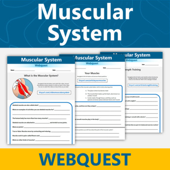 Preview of Muscular System Webquest Human Body Systems Activity