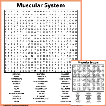 Preview of Muscular System Word Search
