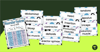 Preview of Muscular System Word Wall Vocabulary