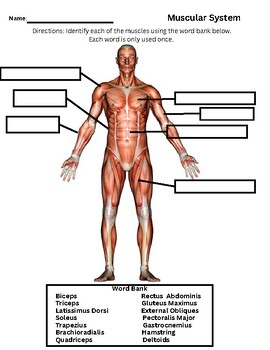 Preview of Muscular System Worksheet