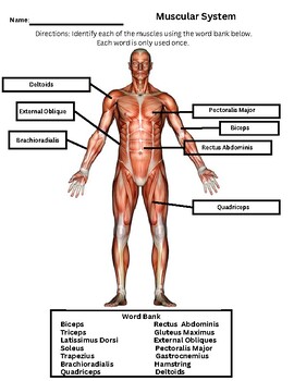 Preview of Muscular System Worksheet Answer Key