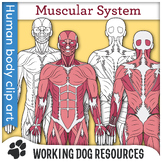 Muscular System clip art