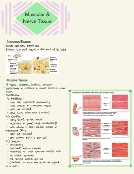 Preview of Muscular and Nerve Tissue