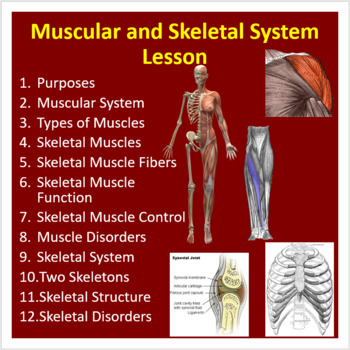Preview of Muscular and Skeletal System - PowerPoint Lesson and Student Notes