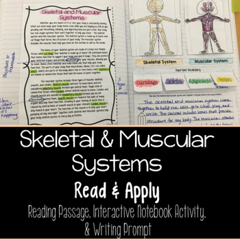 Preview of Muscular and Skeletal Systems Read and Apply Notebook Activity  {NGSS MS-LS1-3}