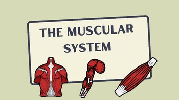 Preview of Muscular system