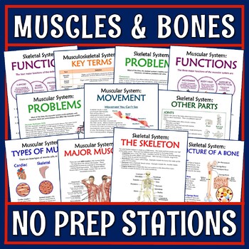 Preview of Musculoskeletal System Activity Stations NGSS MS-LS1-3 Muscle Skeletal Systems