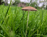 Mushroom - 4 Stock Photo Images