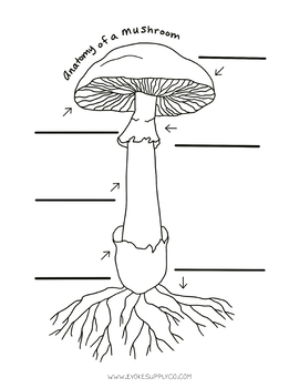 Preview of Mushroom Anatomy Fill in the Blank 8.5x11 inch Sheet