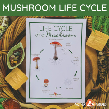Preview of Mushroom Anatomy | Parts of a Mushroom | Mushroom Study