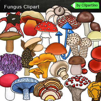 Preview of Mushrooms Clip Art / Autumn clip art / Commercial use