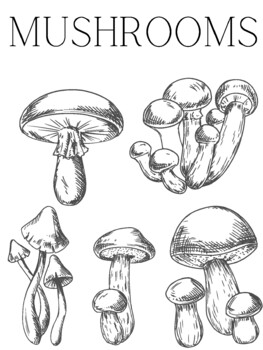 Preview of Mushroom Coloring Book