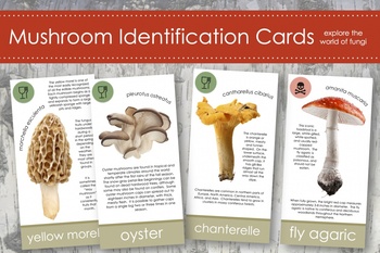 Preview of Mushroom Fungi Identification Cards- Montessori