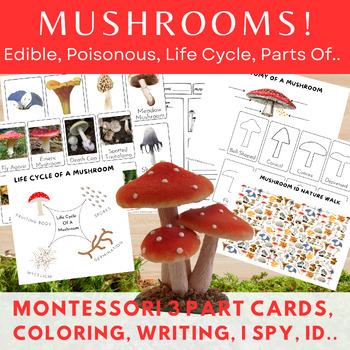 Preview of Mushroom Identification/Montessori 3 Part+Info Cards/Cap Shapes/Types/Life Cycle
