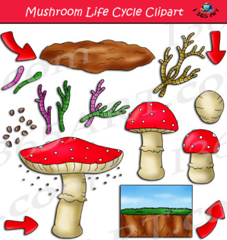 Preview of Mushroom Life Cycle Clipart
