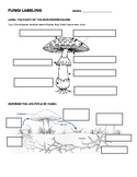 Mushroom and Fungi Life Cycle Diagram - Label and Describe