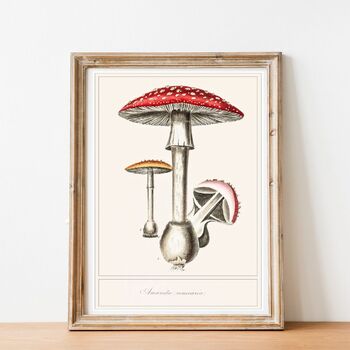 Preview of Mushroom posters freebie - classroom display - nature study