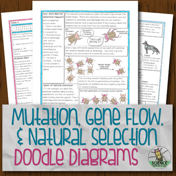 Amoeba Sisters Alleles And Genes Worksheet - Dihybrid And Two Trait