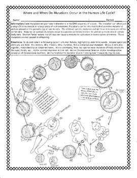 Preview of Mutations and the Human Life Cycle