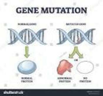 Preview of Mutations google forms activity