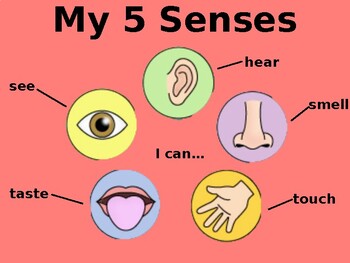 Preview of My 5 Senses PowerPoint