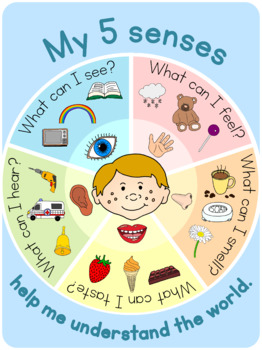 My 5 senses poster by Little Blue Orange | Teachers Pay Teachers