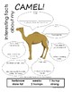 My All About Camels Book / Workbook - (Desert Animal / Dry climate)