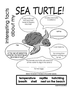 My All About Sea Turtles Book - Ocean Animal Unit Study by Courtney ...