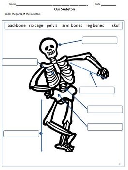 my body internal organs bones joints muscles worksheets for