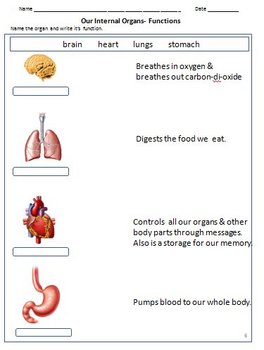 My Body - Internal Organs, Bones, Joints & Muscles- Worksheets for