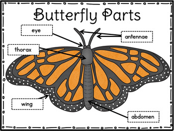 Butterfly Life (Cycle) by Kindergarten Lifestyle | TPT