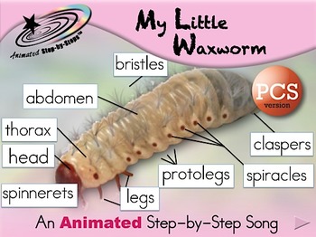My Little Waxworm Song - Animated Step-by-Step Song - PCS by Bloom