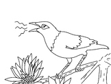 Mynah Bird Coloring Page