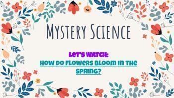 How do flowers bloom in the spring? - Mystery Science