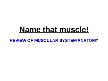 Preview of NAME THAT MUSCLE ANATOMY POWER POINT REVIEW