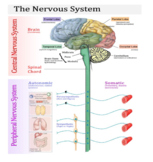 NERVOUS SYSTEM PROJECT 