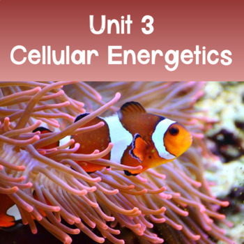 Preview of AP Biology Unit 3: Cellular Energetics PowerPoint