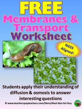 Preview of NGSS Aligned: FREE Cell Membrane and Transport Worksheet