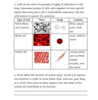 Distance Learning Science NGSS Assessment Tasks MS-LS1-3 Cells Tissues ...