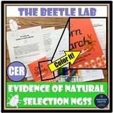 Natural Selection Lab Worksheet NGSS Middle School Beetle 