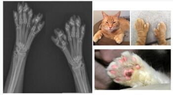 Preview of NGSS - Phenomenon based Polydactyl Cat Punnett Square Activity w/ CER and Rubric