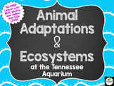 NO-PREP Animal Adaptations & Ecosystems Lesson-3rd, 4th, 5