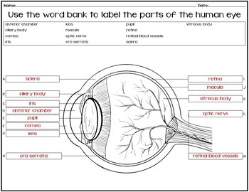 Preview of NO PREP assessment to label the HUMAN EYE