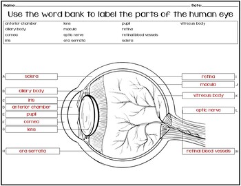 diagram of the human eye without labels