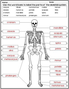 Preview of NO PREP assessment to label the HUMAN SKELETAL SYSTEM