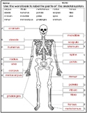 NO PREP assessment to label the HUMAN SKELETAL SYSTEM