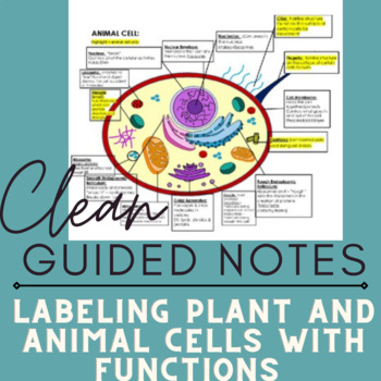 Preview of NOTES - Biology Cell Labeling & Functions - Animal & Plant