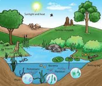 Preview of NUTRIENT CYCLES - CARBON, WATER, NITROGEN, AND PHOSPHORUS