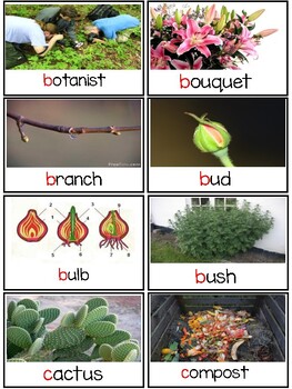 Preview of NYCDOE PreK Plant Unit Vocabulary Cards w/Digital Activities