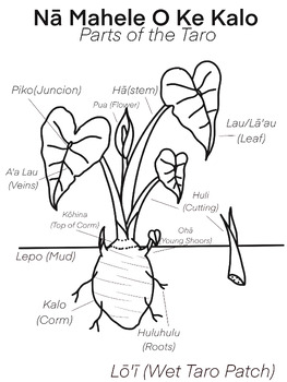 Preview of Na Mahele O ke Kalo - Parts of the Taro